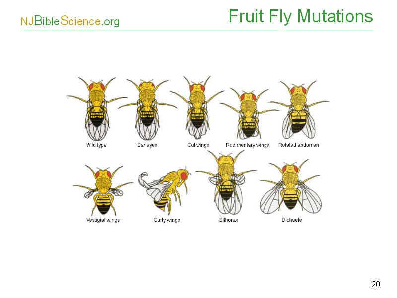 Fruit Fly Mutations 