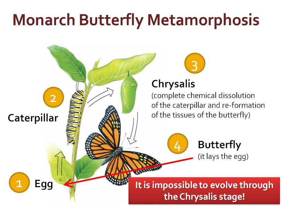 Monarch butterfly life cycle illustration