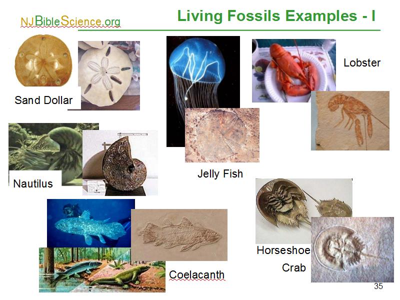 Living Fossils Examples - I